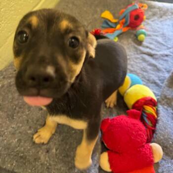 Mixed Breed Dogs Available for Adoption in West Palm Beach, Florida - Lois Lane | PetCurious
