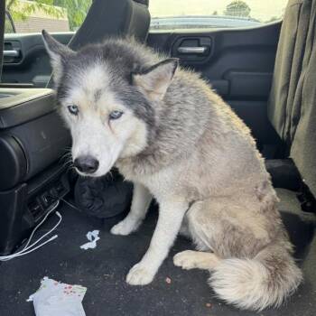 Slate -  Husky Dog for Adoption in Des Moines, Iowa - Slate | PetCurious