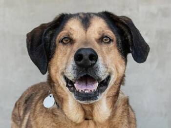 Thunder -  Mixed Breed Dog for Adoption in Longmont, Colorado - Thunder | PetCurious