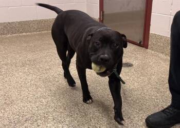 Pit Bull Terrier Dogs Available for Adoption in Colorado Springs, Colorado - CERKAL | PetCurious