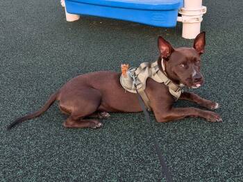 Summit -  Pit Bull Terrier Dog for Adoption in Germantown, Ohio - Summit | PetCurious
