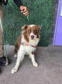 Hank -  Border Collie and Mixed Breed Dog for Adoption in El Paso, Texas - Hank | PetCurious