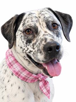 Patches -  Cattle Dog and Labrador Retriever Dog for Adoption in Mount Laurel Township, New Jersey - Patches | PetCurious