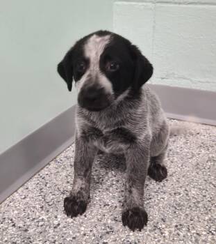 Terrier Dogs Available for Adoption in Athens, Tennessee - Sydney | PetCurious