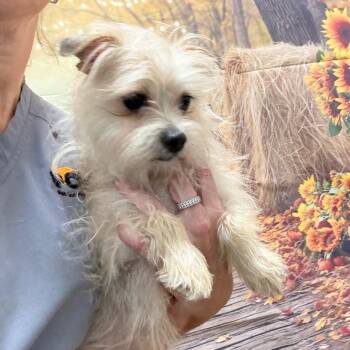 Luna -  Yorkshire Terrier and Chihuahua Dog for Adoption in Normal, Illinois - Luna | PetCurious