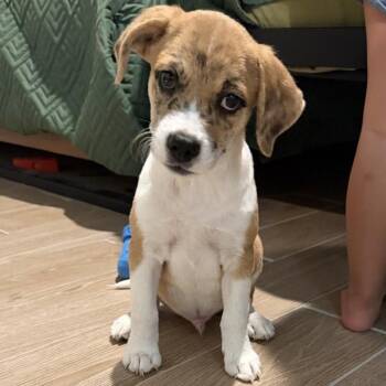 Jack -  Terrier Dog for Adoption in Harlingen, Texas - Jack | PetCurious