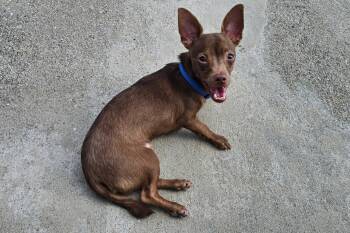 Brutis -  Chihuahua Dog for Adoption in Lexington, Kentucky - Brutis | PetCurious