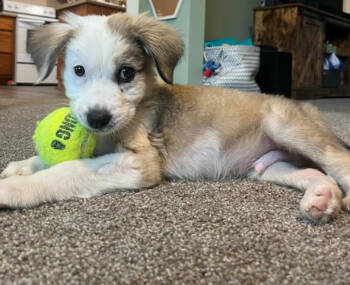 Rescue Labrador Retriever Dogs for Adoption in Brooklyn Center, Minnesota - Hank | PetCurious