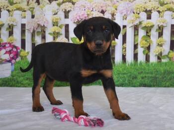 Rottweiler and Mixed Breed Dogs Available for Adoption - CROISSANT | PetCurious
