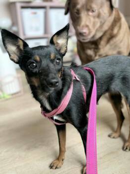 Rescue Chihuahua and Terrier Dogs for Adoption in Holiday Hills, Illinois - Ginger | PetCurious