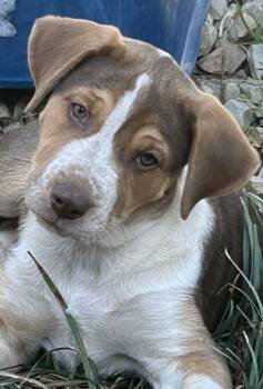 Hound and Catahoula Leopard Dog Dogs Available for Adoption - Cheech Lonestar | PetCurious