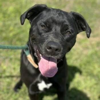 Mixed Breed Dogs Available for Adoption in Franklin, Kentucky - Ebony | PetCurious