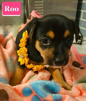 Chihuahua and Miniature Pinscher Dogs Available for Adoption - Roo | PetCurious