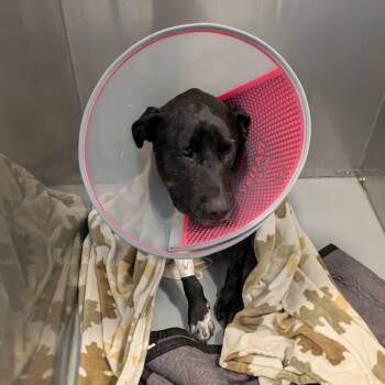 Rescue Great Dane and Terrier Dogs for Adoption in Burlington, Washington - BUDDY - BR | PetCurious