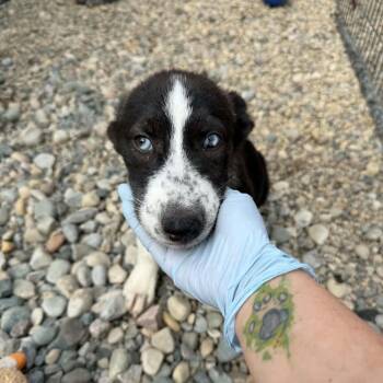 Venus -  Siberian Husky Dog for Adoption in Sterling Heights, Michigan - Venus | PetCurious