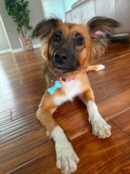 Ruby -  Australian Shepherd Dog for Adoption in St. Catharines, Ontario - Ruby | PetCurious