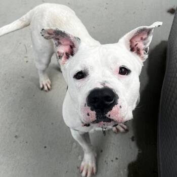 Dakota -  American Staffordshire Terrier and Mixed Breed Dog Available for Adoption in Dover, New Hampshire - Dakota | PetCurious