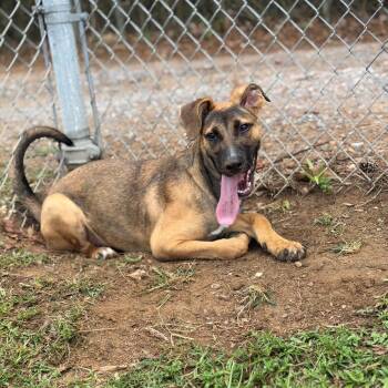 Winnie -  German Shepherd Dog Dog for Adoption - Winnie | PetCurious