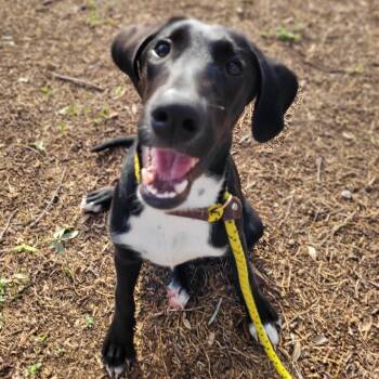 Rescue Labrador Retriever and Mixed Breed Dogs for Adoption in Corpus Christi, Texas - Sawyer | PetCurious