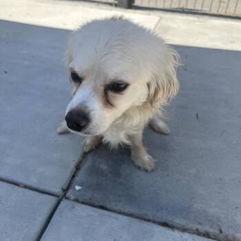 Chihuahua and Mixed Breed Dogs Available for Adoption in Long Beach, California - Bandito | PetCurious