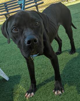 Pit Bull Terrier Dogs Available for Adoption in Eagle, Idaho - Beuax --Courtesy Post. Out Of Town Pet. See Below For Details-- | PetCurious