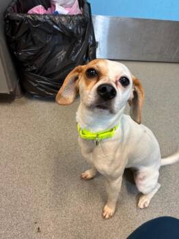 Duckie -  Beagle and Terrier Dog for Adoption in Bloomington, Indiana - Duckie | PetCurious