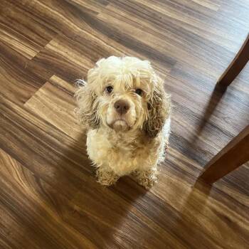 Pippie -  Cocker Spaniel and Mixed Breed Dog for Adoption in Madison, Wisconsin - Pippie | PetCurious