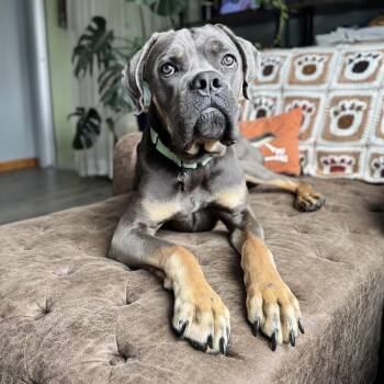 Harlan -  Cane Corso Dog for Adoption - Harlan | PetCurious