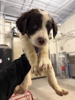 Labrador Retriever and Mixed Breed Dogs Available for Adoption - A650699 | PetCurious