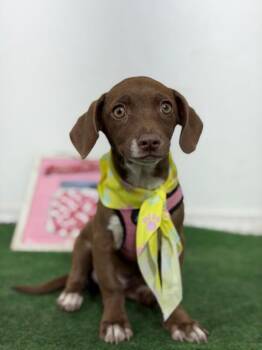 Doctor-One of our Amazing Rescue Dogs -  Dachshund and Mixed Breed Dog for Adoption in Carlsbad, California - Doctor-One Of Our Amazing Rescue Dogs | PetCurious