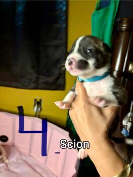 Rescue Shepherd Dogs for Adoption in Lakeside, California - Scion | PetCurious