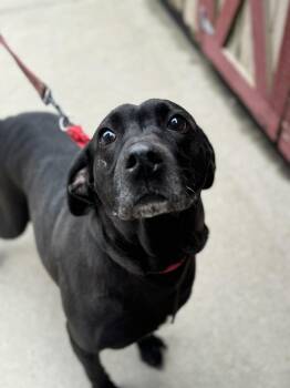 Black Labrador Retriever Dogs Available for Adoption - Rizz | PetCurious