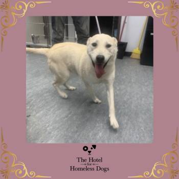 Rosie -  Labrador Retriever and Shepherd Dog for Adoption in Cumberland, Rhode Island - Rosie | PetCurious