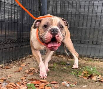 CUCUMBER -  Pit Bull Terrier Dog for Adoption in Tustin, California - CUCUMBER | PetCurious
