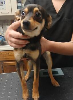 Chihuahua Dogs Available for Adoption - Dusty | PetCurious