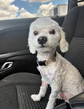 Captain Crouton -  Miniature Poodle Dog for Adoption in West Hollywood, California - Captain Crouton | PetCurious