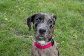 Catahoula Leopard Dog and Mixed Breed Dogs Available for Adoption in Kansas City, Missouri - Pebbles | PetCurious