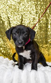 Cookie -  Labrador Retriever and Chihuahua Dog for Adoption in Yakima, Washington - Cookie | PetCurious