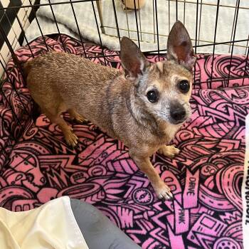 Dakota 3553 -  Chihuahua Dog for Adoption in Boca Raton, Florida - Dakota 3553 | PetCurious