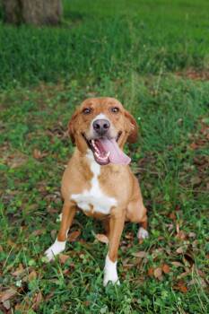 Lynn -  Labrador Retriever Dog for Adoption in Poplarville, Mississippi - Lynn | PetCurious