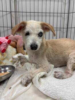 Lucy -  Terrier and Chihuahua Dog for Adoption in Los Angeles, California - Lucy | PetCurious