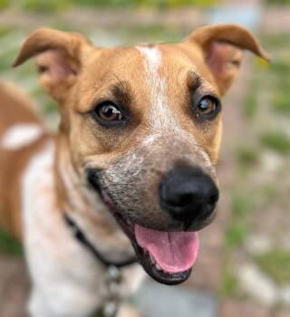 Armin -  Beagle and Basset Hound Dog for Adoption in Norwalk, Connecticut - Armin | PetCurious