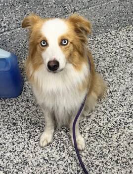 Bolt -  Border Collie and Mixed Breed Dog for Adoption in West Chester, Pennsylvania - Bolt | PetCurious