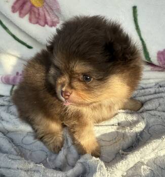 Chris -  Pomeranian Dog for Sale in Tampa, Florida - Chris | PetCurious