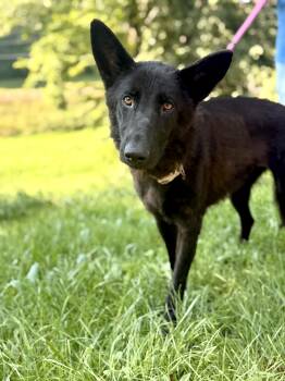 Maya- Transport -  German Shepherd Dog Dog for Adoption in Gradyville, Kentucky - Maya- Transport | PetCurious