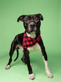 Captain Kid -  Mixed Breed Dog for Adoption in Atlanta, Georgia - Captain Kid | PetCurious