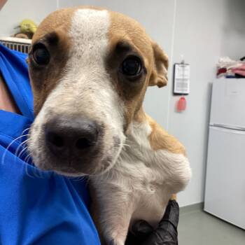 Rescue Shepherd and Mixed Breed Dogs for Adoption in Abilene, Texas - Nutmeg | PetCurious