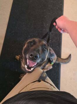 King located in MI -  Belgian Shepherd Malinois Dog for Adoption in Imlay City, Michigan - King Located In MI | PetCurious