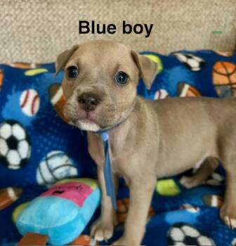 Pit Bull Terrier Dogs Available for Adoption in Buffalo, New York - Baby Boys (Brown, Blue) | PetCurious