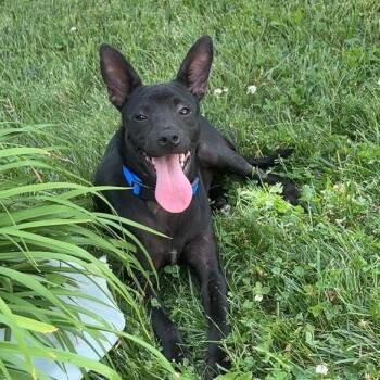 Polo -  Mixed Breed Dog for Adoption in Wheeling, Illinois - Polo | PetCurious